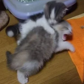 Sticker лошпедкиଘ(੭ˊ꒳​ˋ)੭✧ - 1