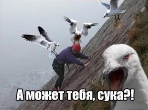 animal bird aquatic bird