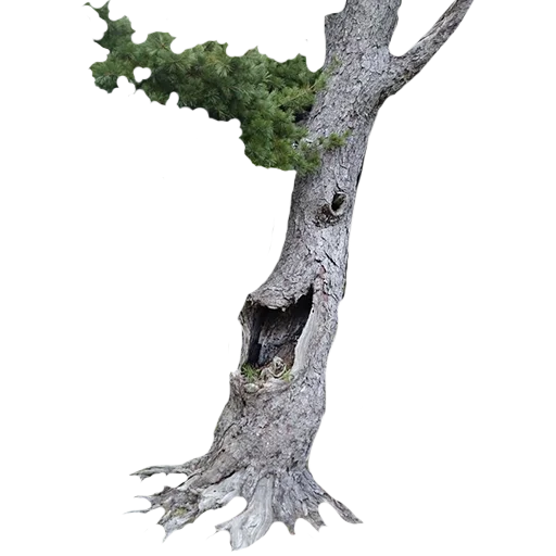 Sticker lostintrees - 1