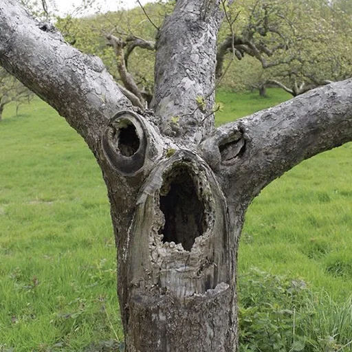 Sticker lostintrees - 1