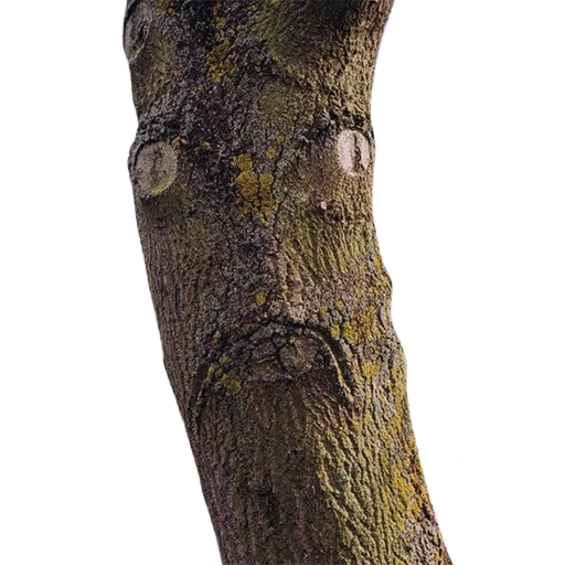 Sticker lostintrees - 1