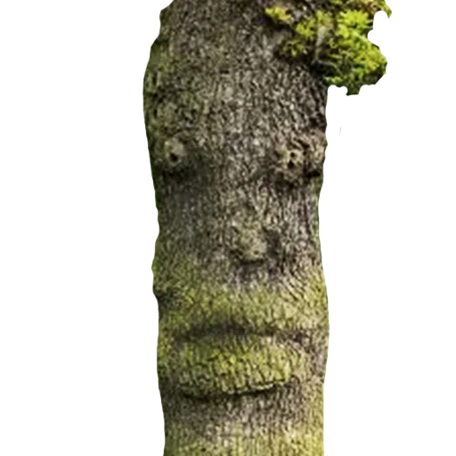 Sticker lostintrees - 1