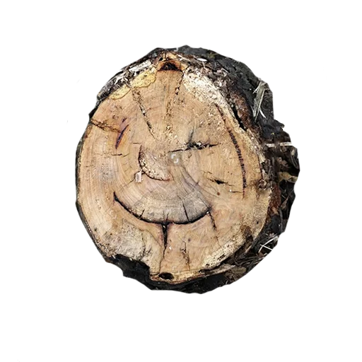 Sticker lostintrees - 1