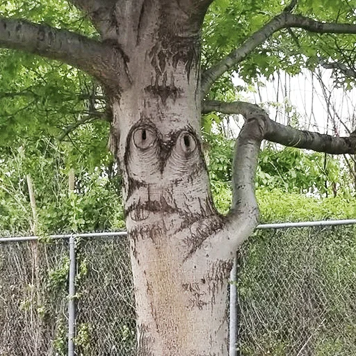 Стикер lostintrees - 1