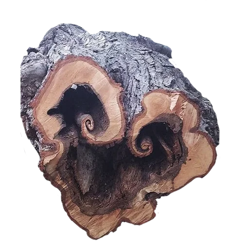 Sticker lostintrees - 1