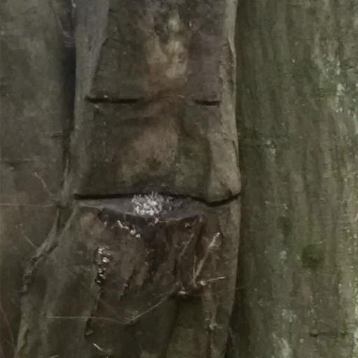 Sticker lostintrees - 1