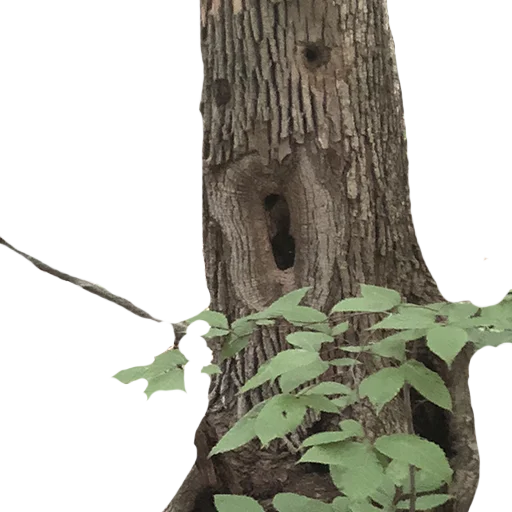 Sticker lostintrees - 1