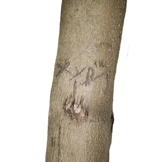 Стикер _lost in trees @tverdaya - 10