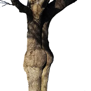 Стикер _lost in trees @tverdaya - 0