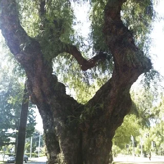 Стикер _lost in trees @tverdaya - 7