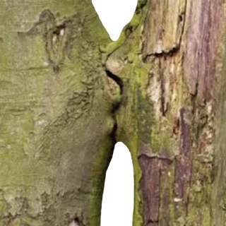 Стикер _lost in trees @tverdaya - 2