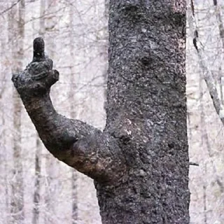 Стикер _lost in trees @tverdaya - 1