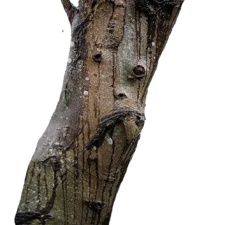 Стикер _lost in trees @tverdaya - 11