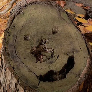 Стикер _lost in trees @tverdaya - 5