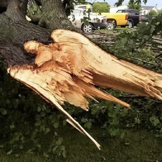 Стикер _lost in trees @tverdaya - 9