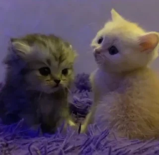 Стикер lovelucky - 5