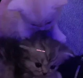 Стикер lovelucky - 8