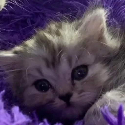 Стикер lovelucky - 11