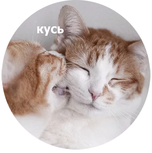 кошки малого и среднего размера кошка кошачьи