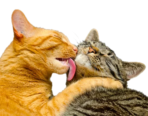 млекопитающее животное кошка