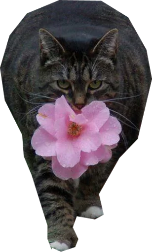 кошка кошачьи кошки малого и среднего размера