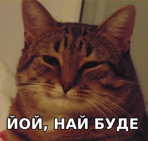 животное млекопитающее кошка