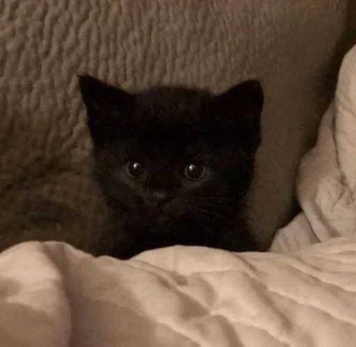 Sticker Ты котик - 2