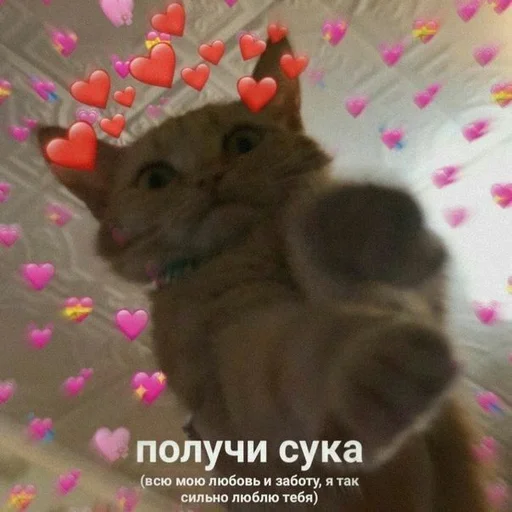 млекопитающее животное кошка