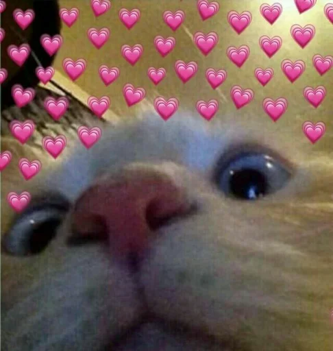 розовый кошки малого и среднего размера комнатный