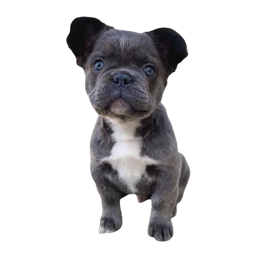 Sticker lovefrenchie - 1