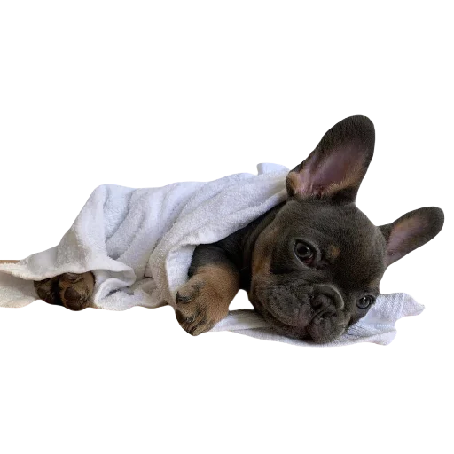 Sticker lovefrenchie - 1