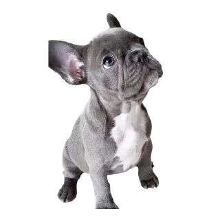 Sticker frenchies - 0