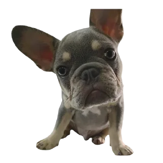 Sticker frenchies - 7