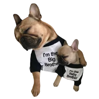 Sticker frenchies - 3