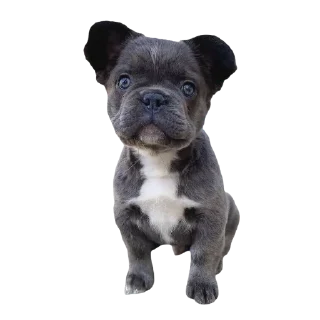 Sticker frenchies - 6