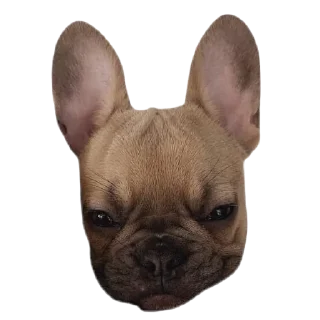 Sticker frenchies - 9