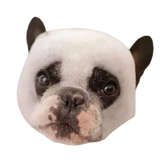 Sticker frenchies - 10