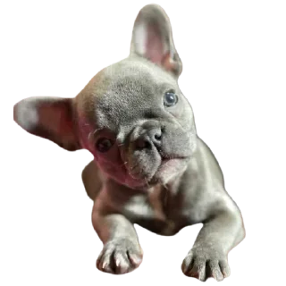 Sticker frenchies - 8