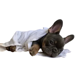 Sticker frenchies - 2