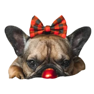 Sticker frenchies - 4