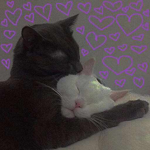 mammal animal small to medium-sized cats