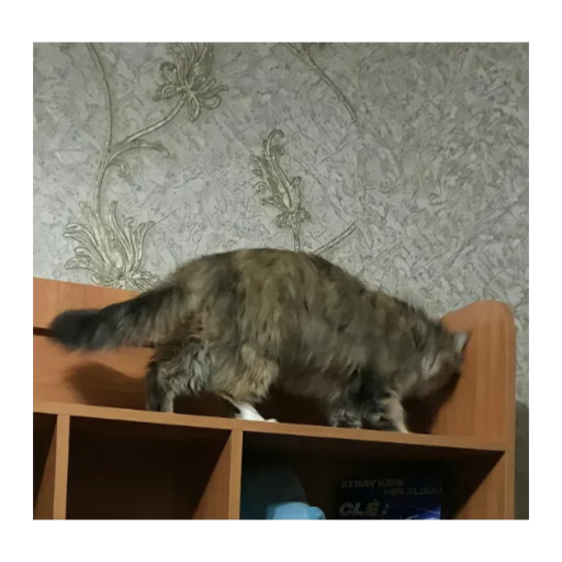 indoor small to medium-sized cats felidae