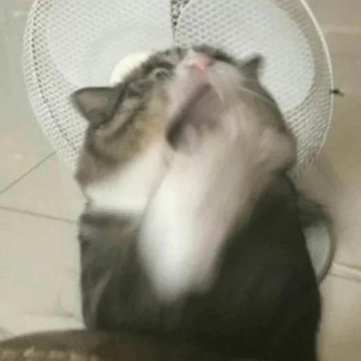 Sticker lppwpr_by_GoStikers_bot - 1