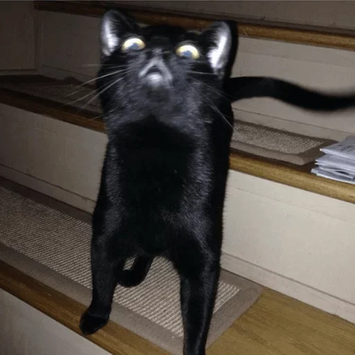 Sticker lppwpr_by_GoStikers_bot - 1