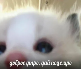 Sticker lskras2.0 - 10