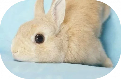 animal mammal bunny
