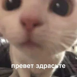 Sticker любимое - 0