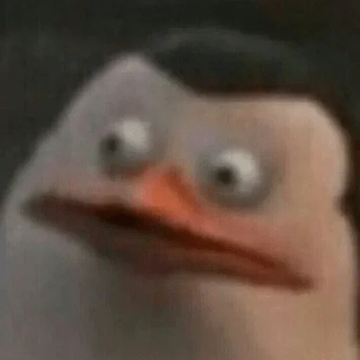 animal bird aquatic bird