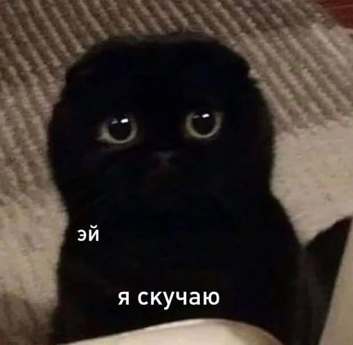 Стикер для моего любимого котенка :: @fStikBot - 10