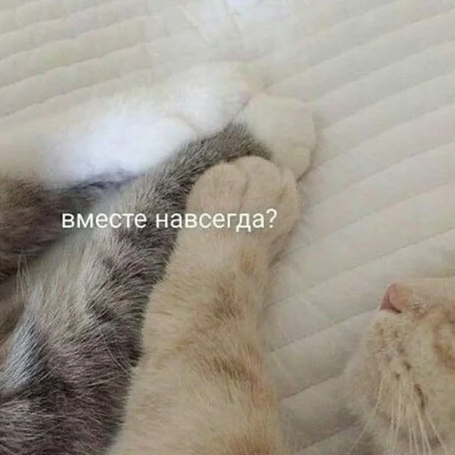 Стикер для моего любимого котенка :: @fStikBot - 3